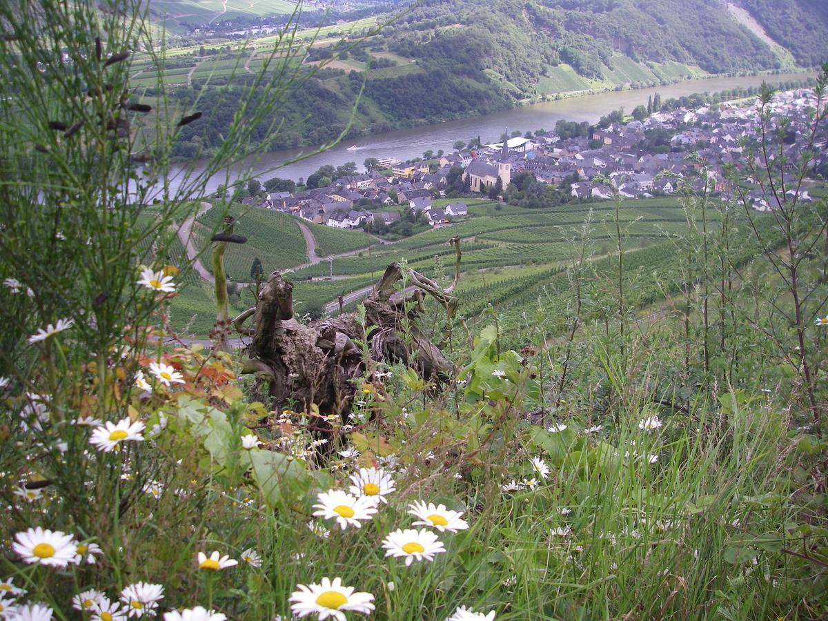 Weingut Bernd Hermes Kröv エクステリア 写真